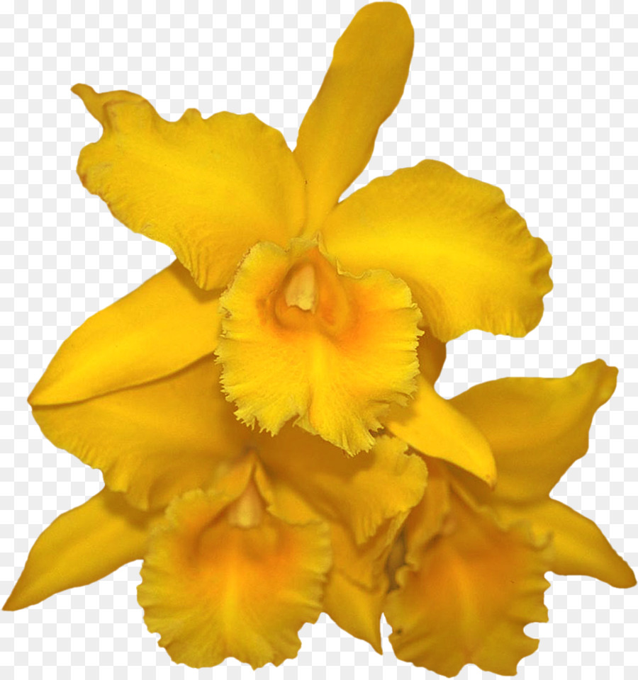 Cattleya Orkideleri，Orkide PNG