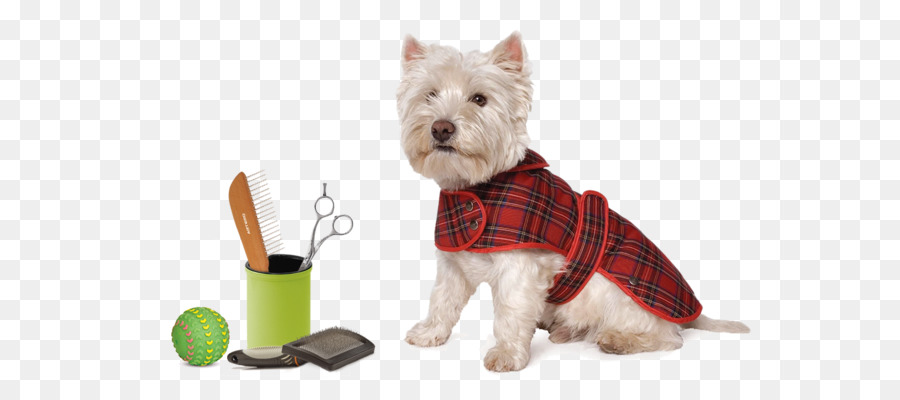 West Highland Beyaz Terrier，İskoç Terrier PNG