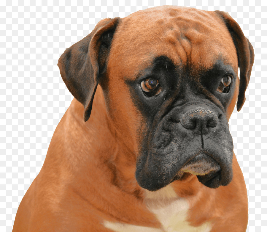 Valley Bulldog Doberman Boxer Bullmastiff Kopek Yavrusu Seffaf Png Goruntusu