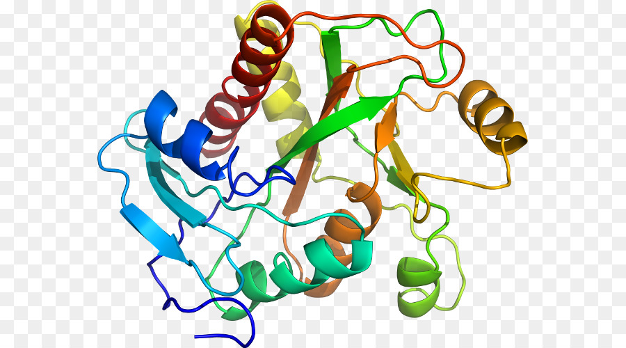 Protein Yapısı，Molekül PNG