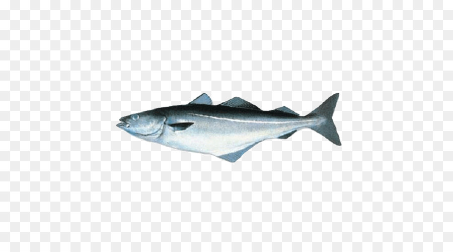 Balık，Yanardöner Köpekbalığı PNG