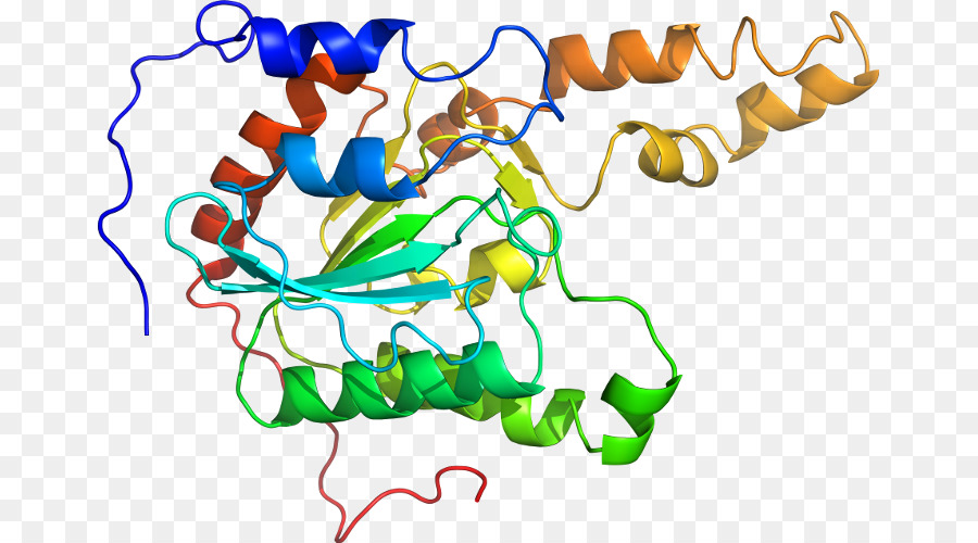 Protein Yapısı，Molekül PNG