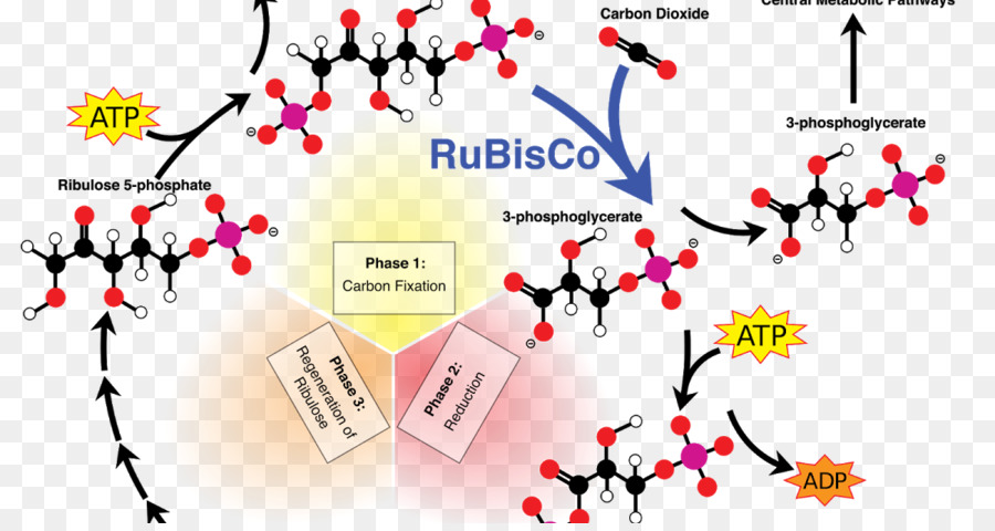 Calvin Dongusu Ribulose 1 5 Bisphosphate Karbon Dioksit C3 Karbon Fiksasyon Fotosentez Ied Seffaf Png Goruntusu