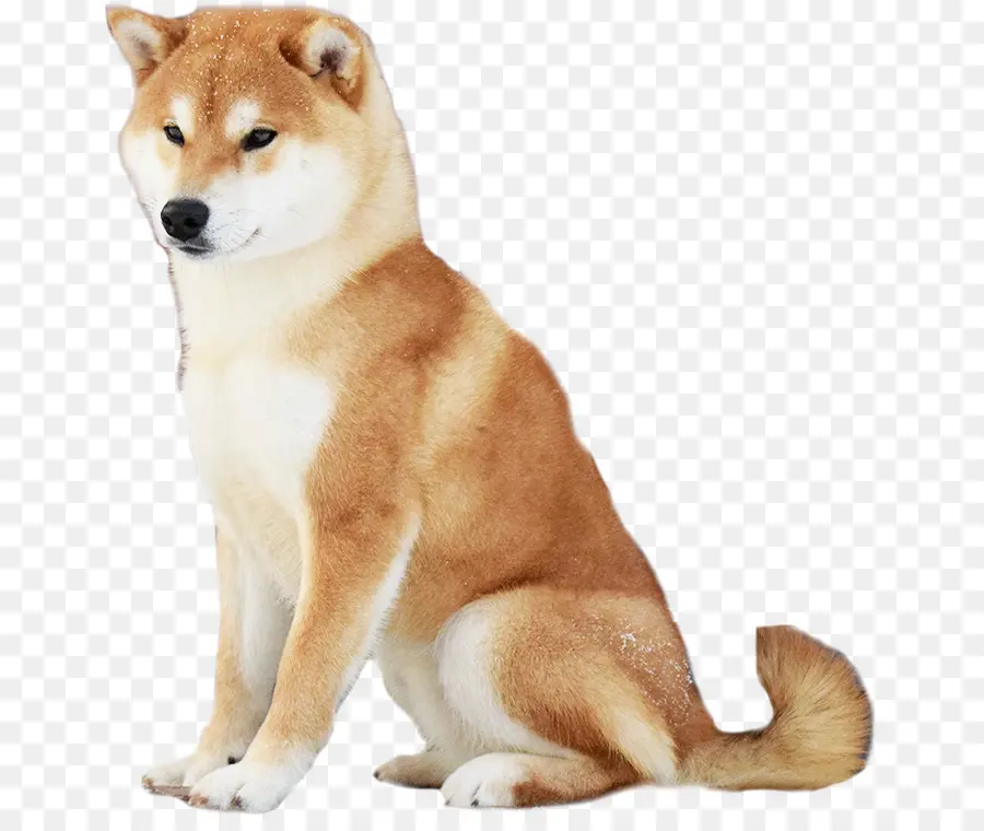 Shiba Inu，Köpek PNG