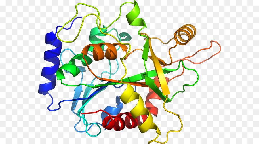 Protein Yapısı，Molekül PNG