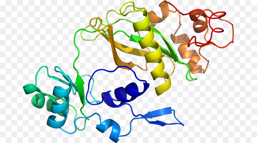 Protein Yapısı，Molekül PNG