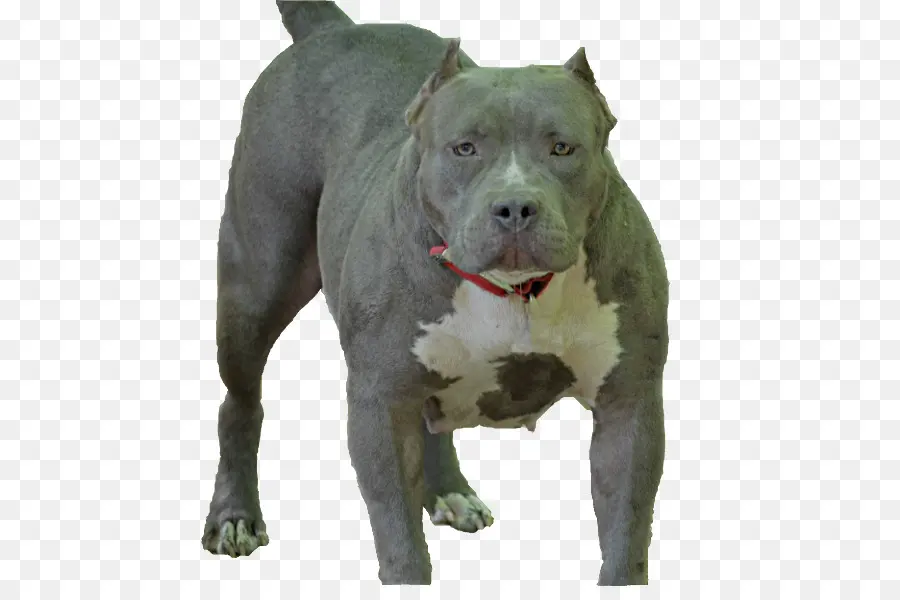 Köpek，Evcil Hayvan PNG