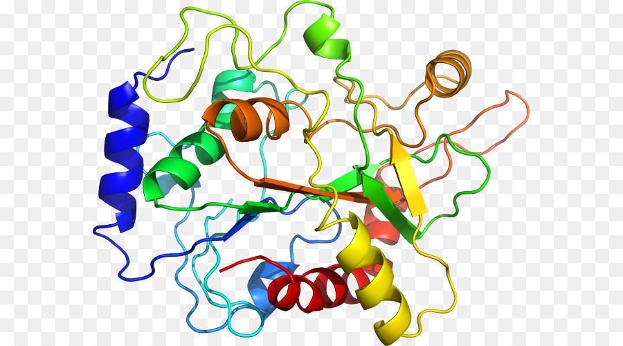 Protein Yapısı，Molekül PNG