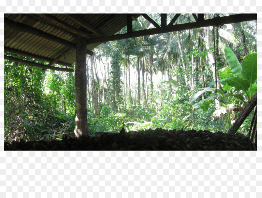 Yağmur Ormanları，Canlı Topluluğu PNG