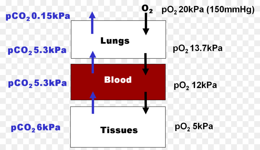Hemoglobin，Moleküler Bağlama PNG