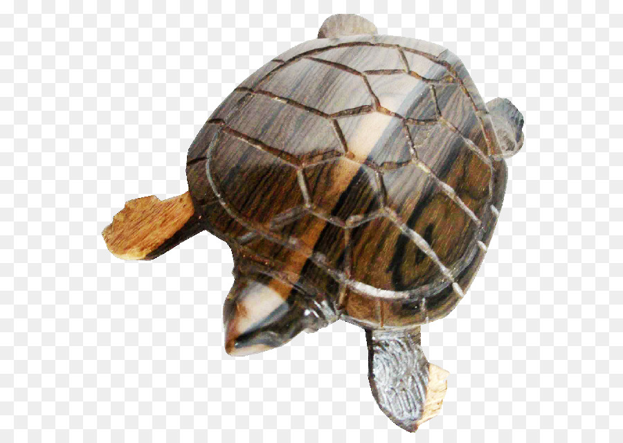Kutu Kaplumbağaları，Kaplumbağa PNG