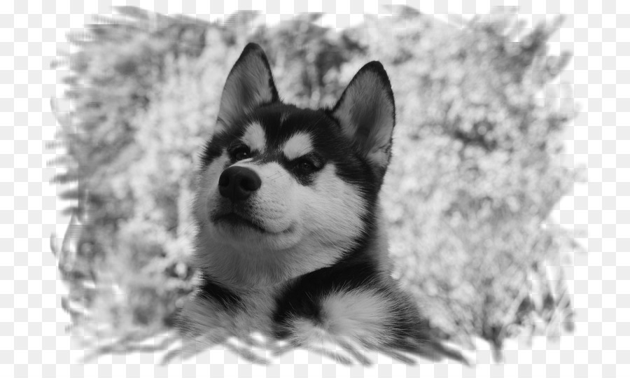 Minyatür Sibirya Husky，Sakhalin Husky PNG