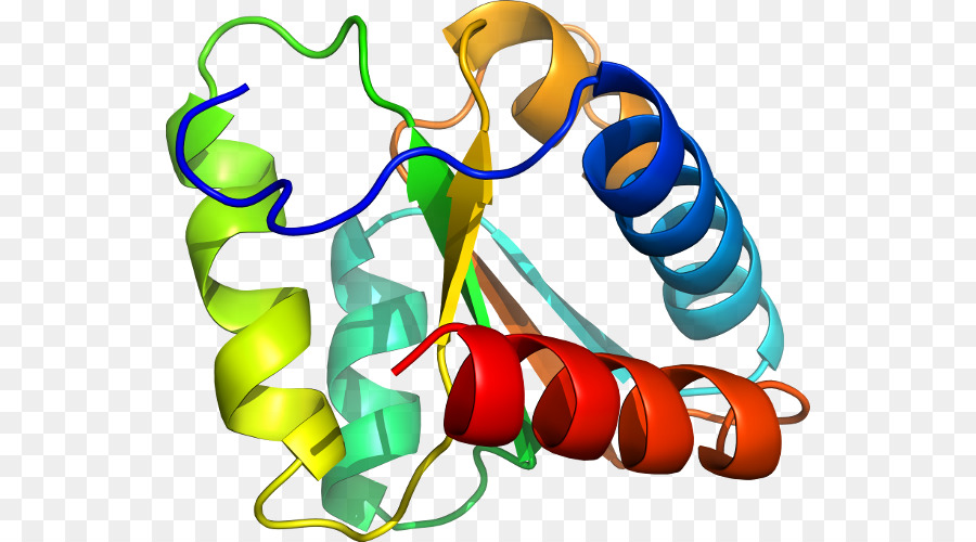 Protein Yapısı，Biyoloji PNG