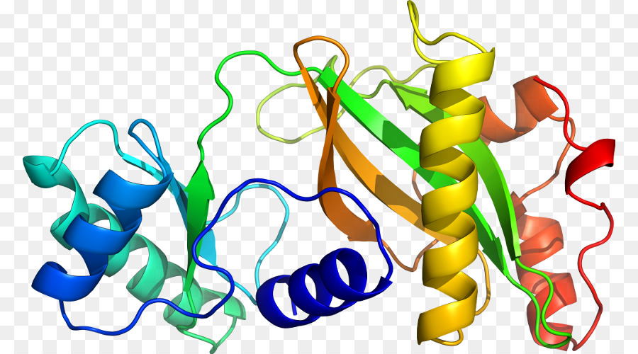 Protein Yapısı，Molekül PNG