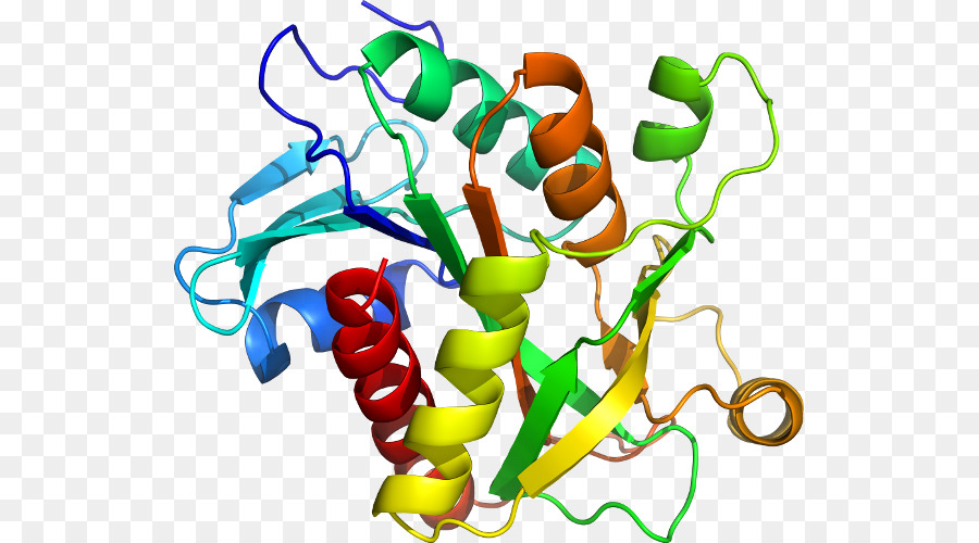 Protein Yapısı，Molekül PNG