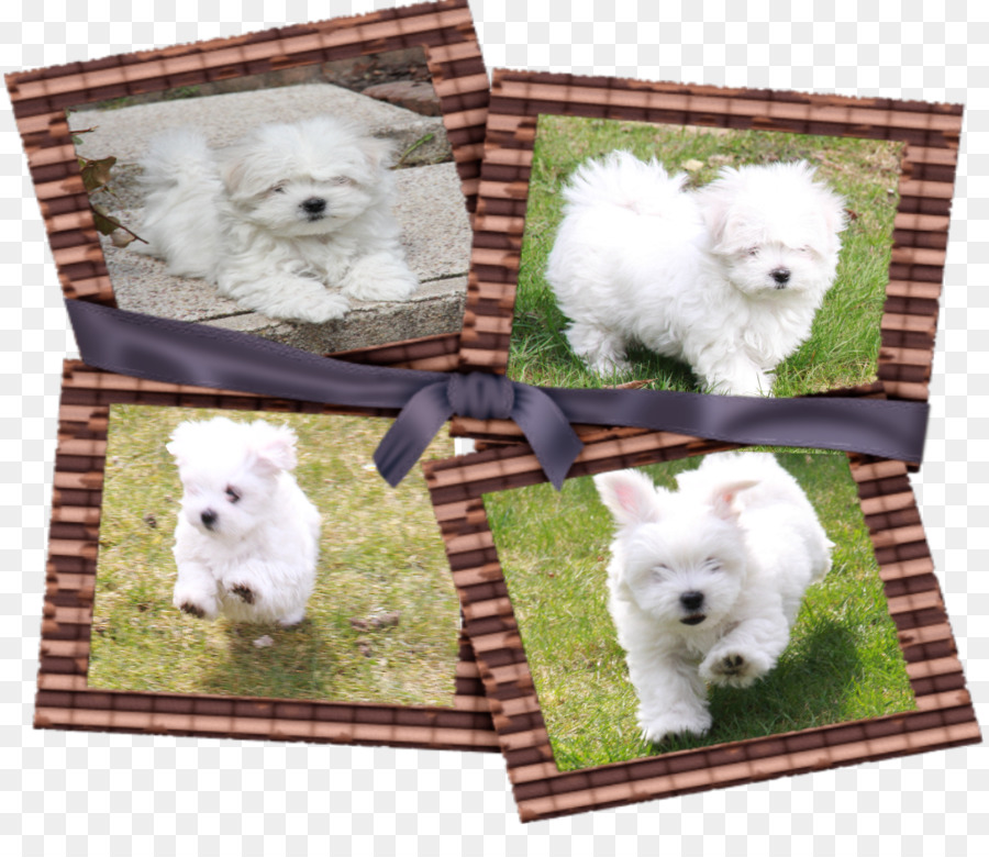 Köpek ırkı，West Highland Beyaz Terrier PNG