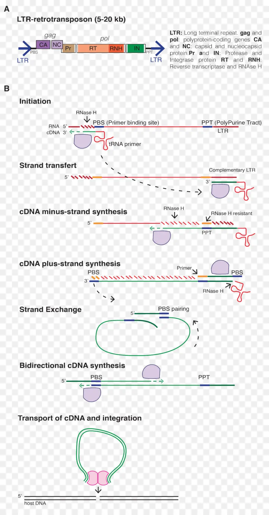 Retrotranspozon Diyagramı，Retrotranspozon PNG