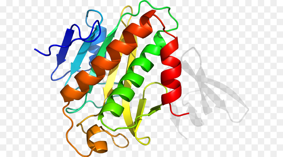 Protein Yapısı，Molekül PNG