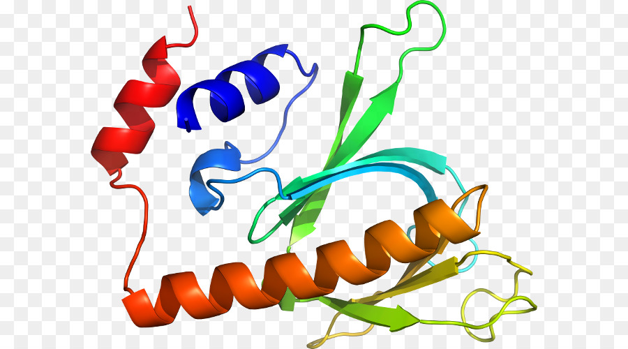 Protein Yapısı，Molekül PNG