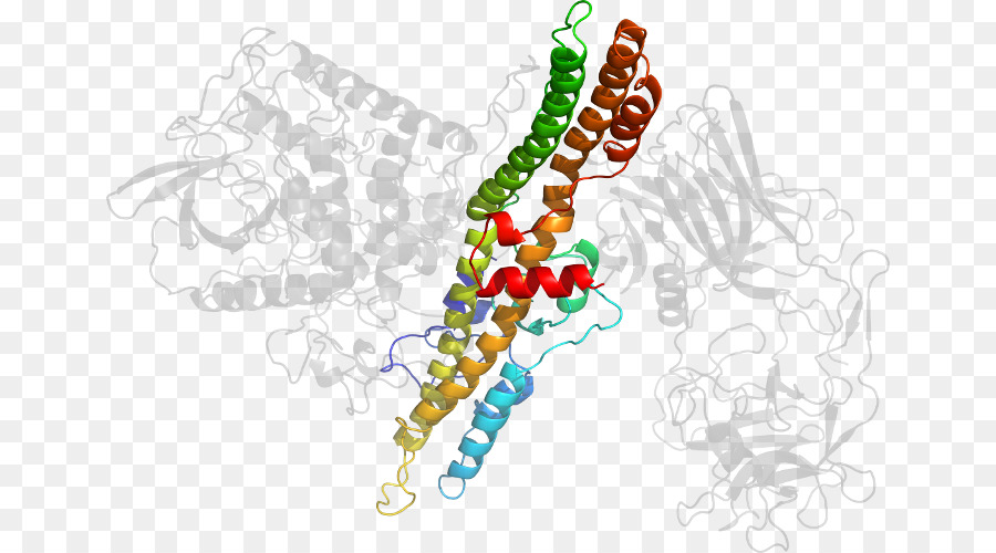 Protein Yapısı，Molekül PNG