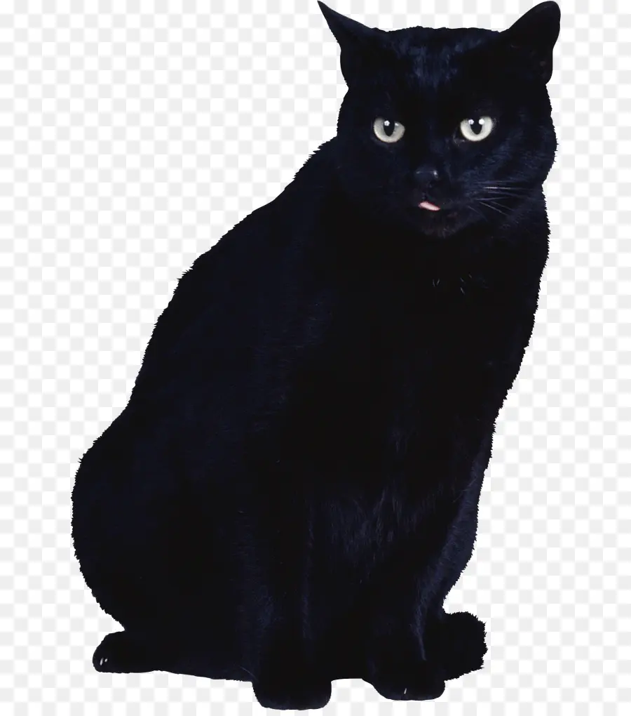 Kara Kedi，Evcil Hayvan PNG