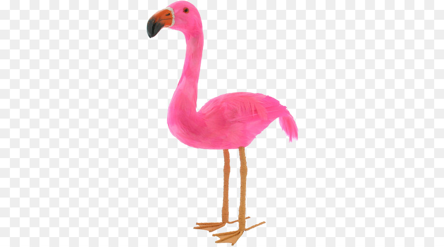 Flamingo，Güzellik PNG