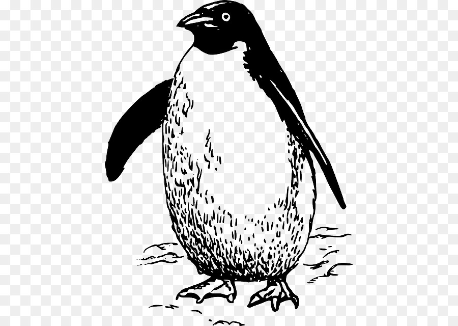 Penguen，Kuş PNG