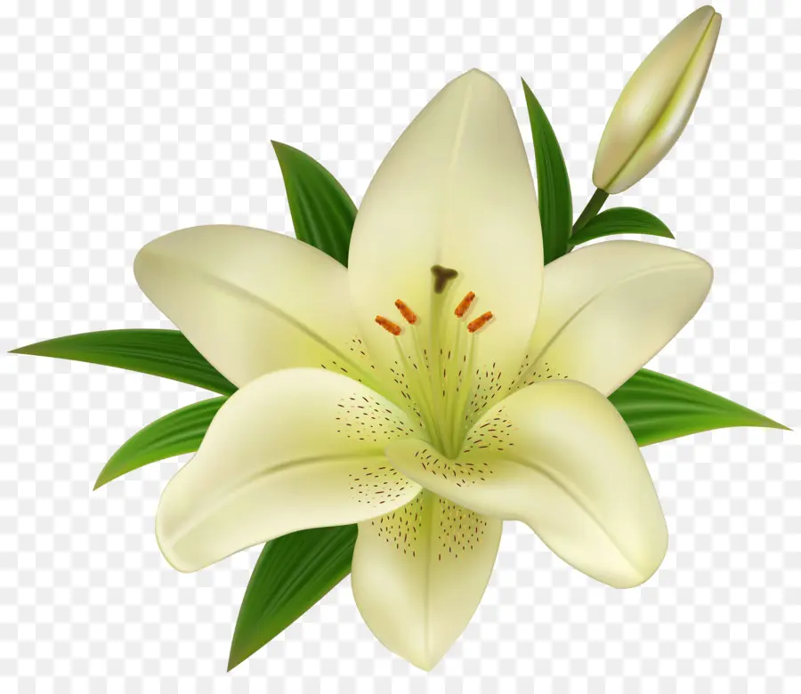 Beyaz Zambak，Paskalya Lily PNG