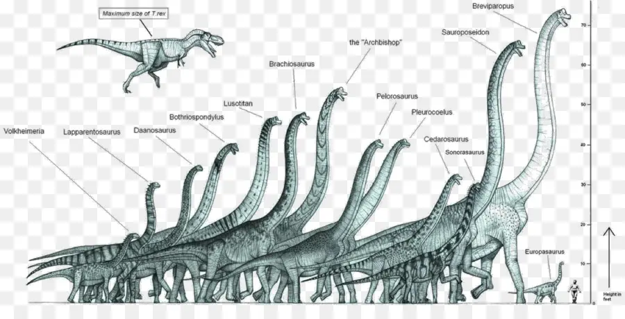 Dinozor，Dinozor Boyutu PNG