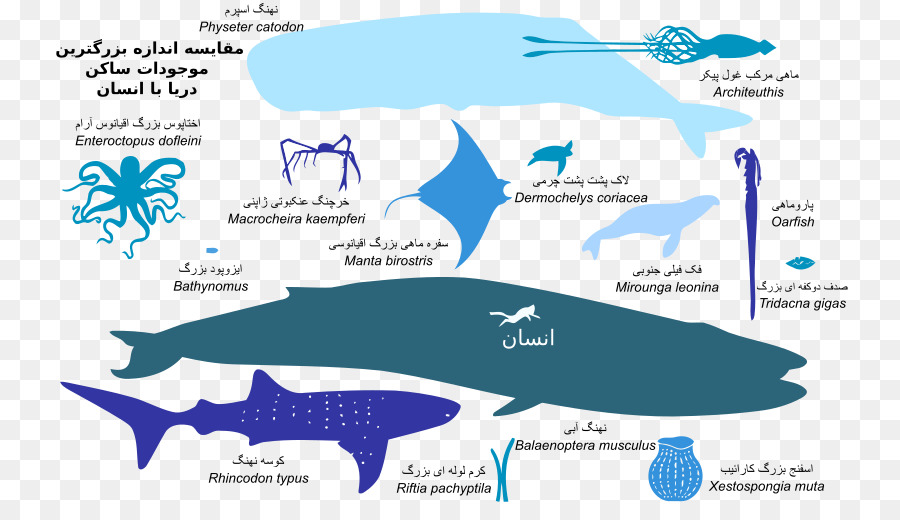 Denizanası，Köpekbalığı PNG