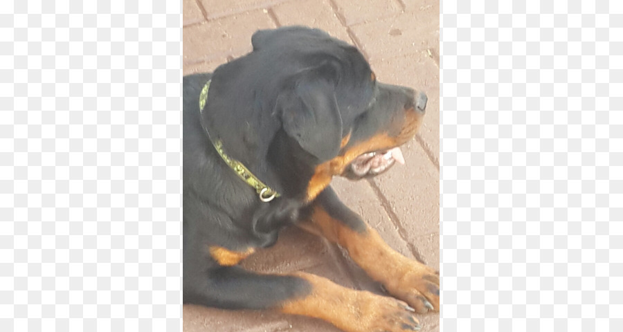 Rottweiler，Köpek ırkı PNG