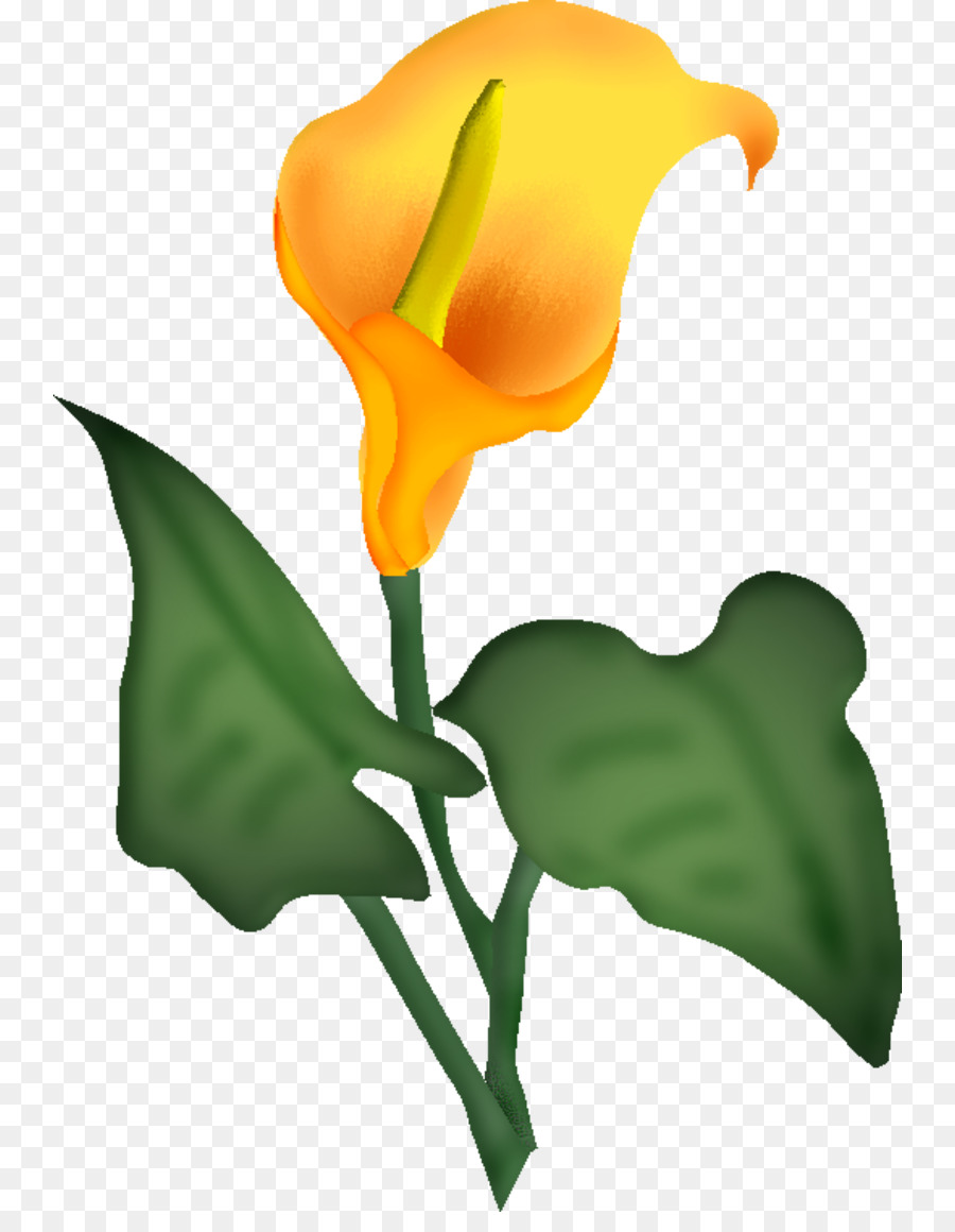 çiçek，Blume PNG