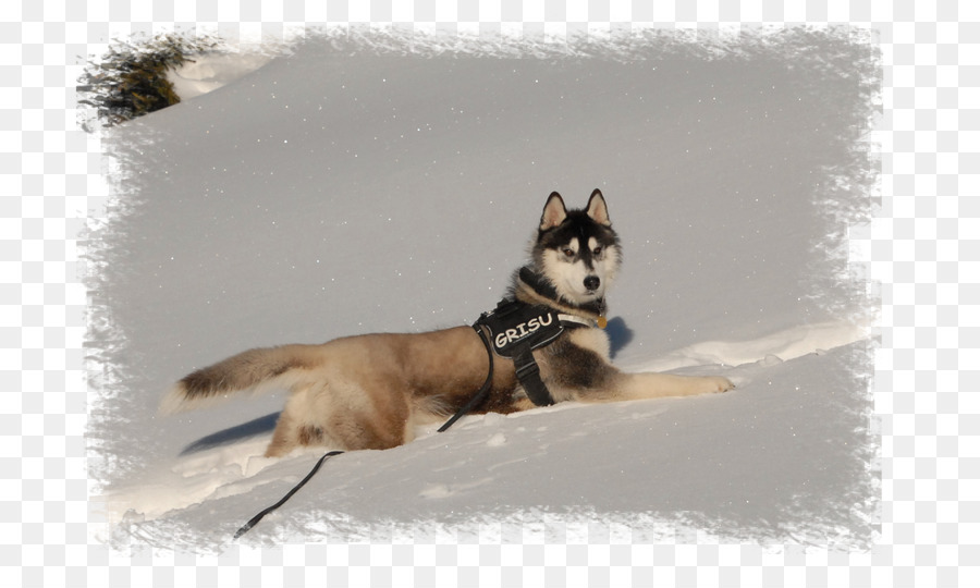 Sibirya Husky，Sakhalin Husky PNG