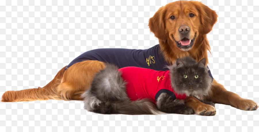 Tshirt，Kedi PNG