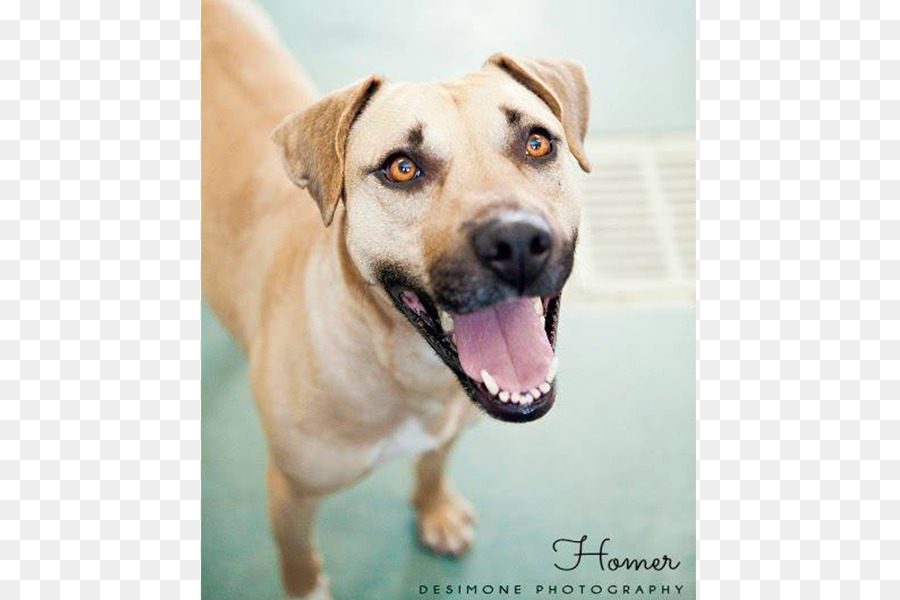 Labrador Retriever，Siyah Ağız Cur PNG