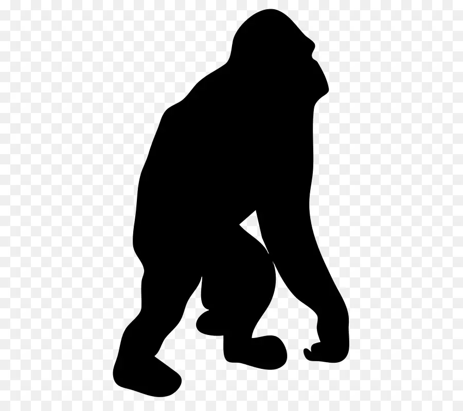 Goril，Orangutan PNG