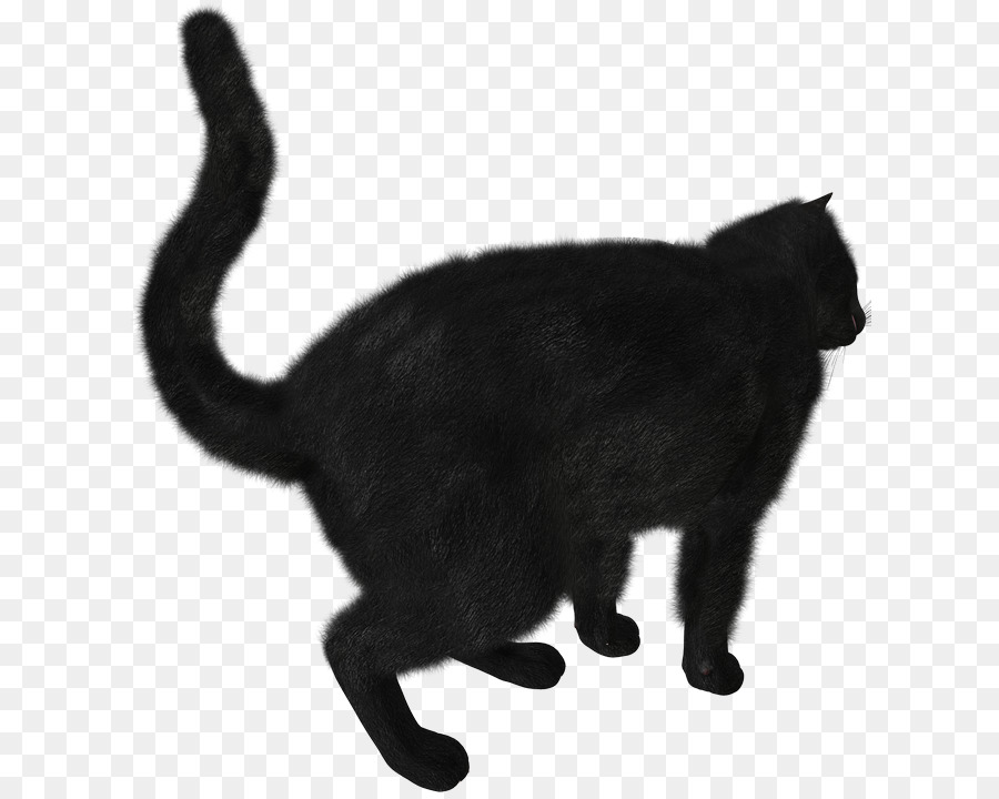 Kara Kedi，Kedi PNG