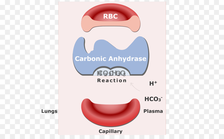 Bikarbonat，Karbonik Anhidraz PNG