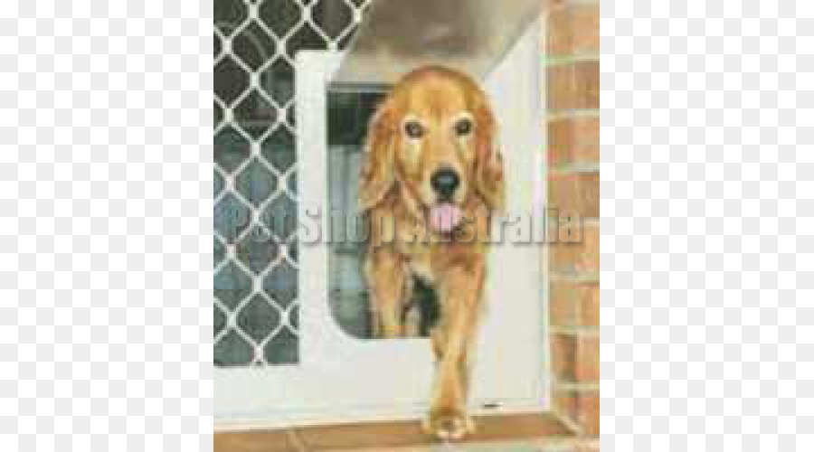 Golden Retriever，İngiliz Cocker Spaniel PNG