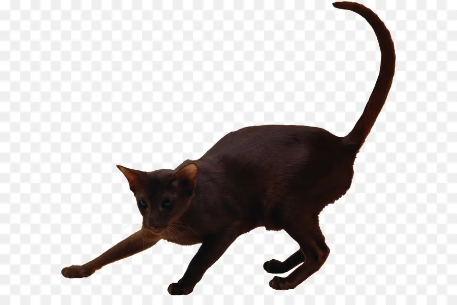 Kedi，Evcil Hayvan PNG