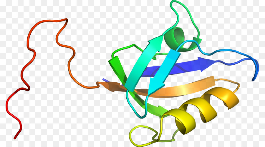 Protein Yapısı，Molekül PNG