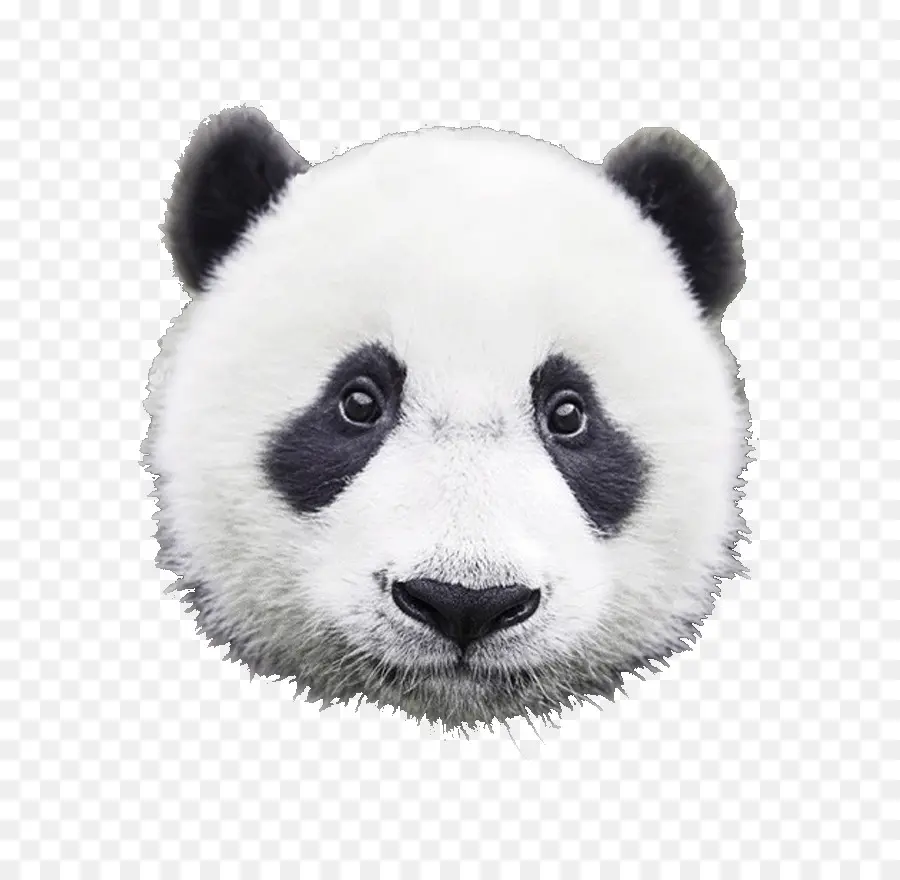 Panda Yüzü，Sevimli PNG