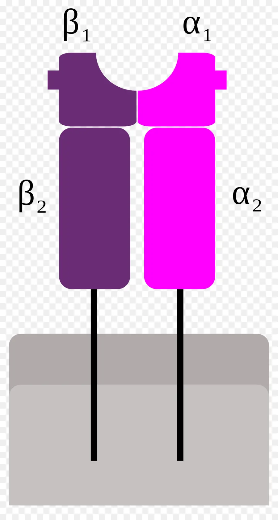 Protein Yapısı，Biyoloji PNG