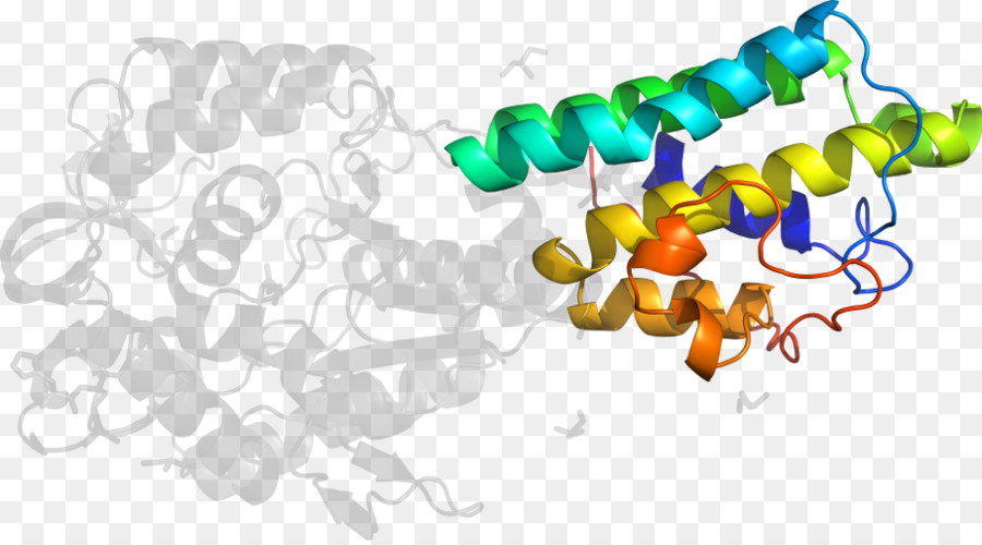 Protein Yapısı，Molekül PNG