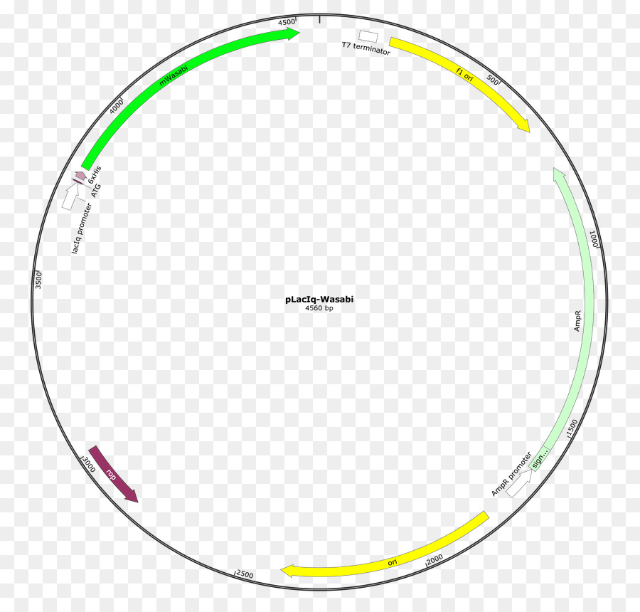 Nöropeptid Y，Addgene PNG