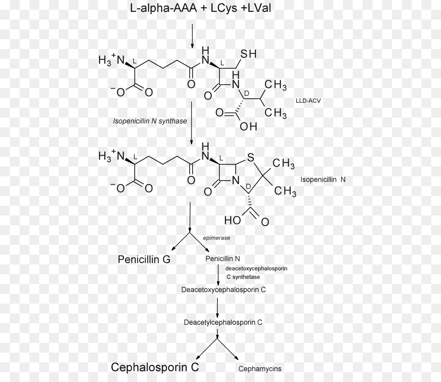 Penisilin，Isopenicillin N Sentaz PNG