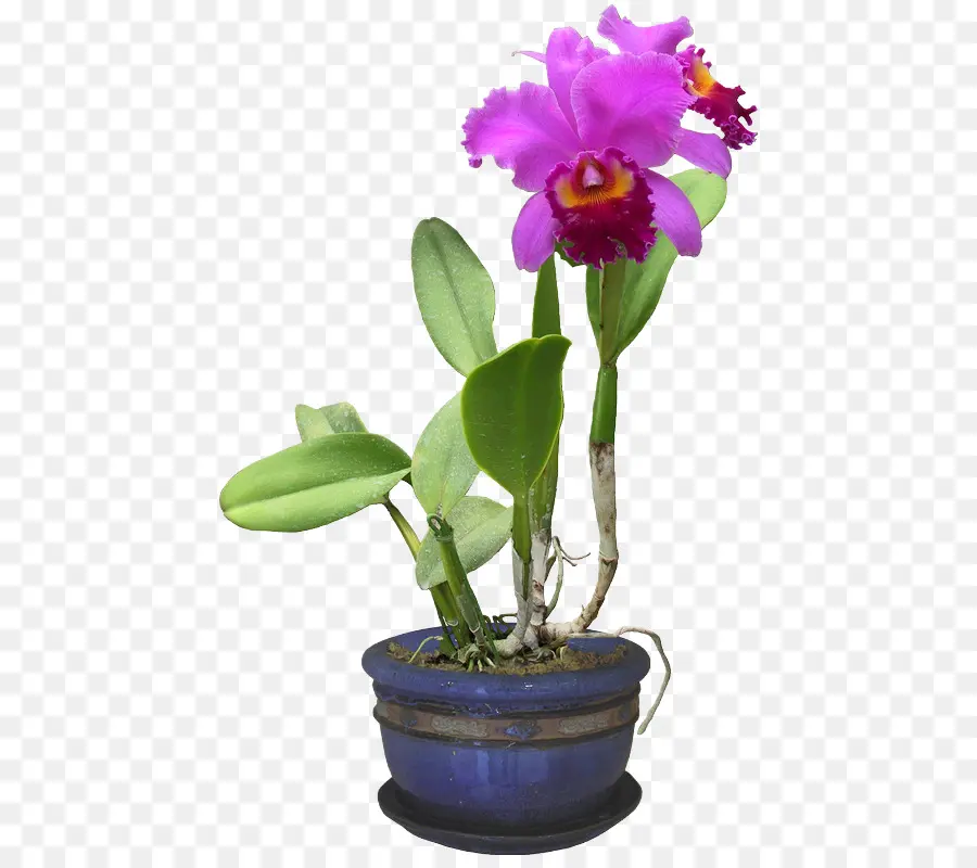 Güve Orkide，Bitki PNG