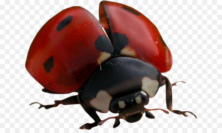 Ladybird Böceği，Gergedan Böcekleri PNG