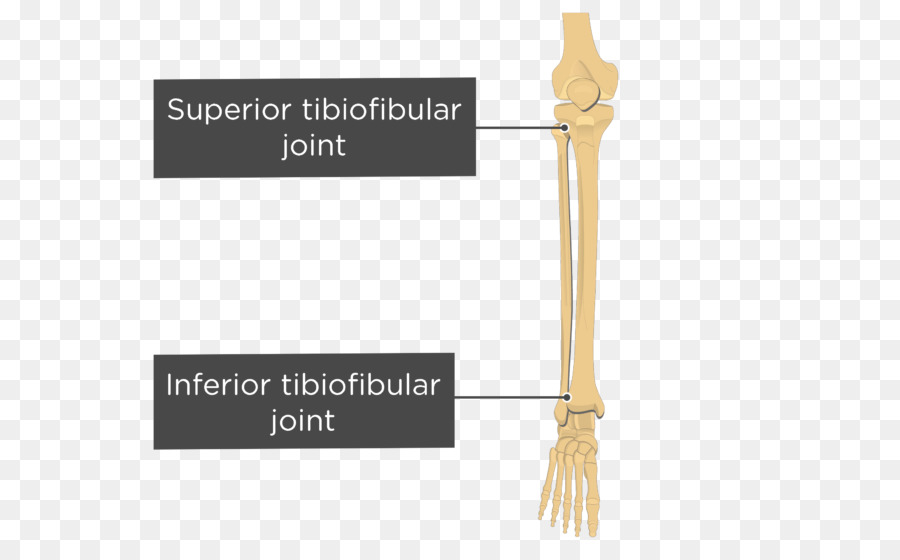 Tibiyofibular Eklemler，Üstün Bağlantı PNG