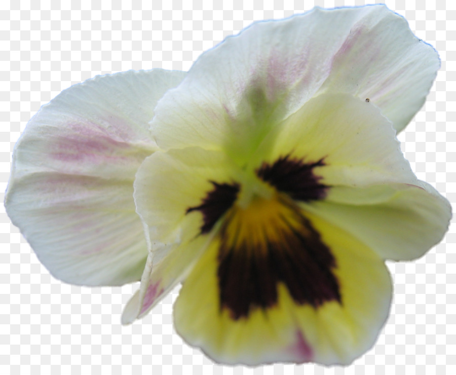 Hercai Menekşe，çiçek PNG